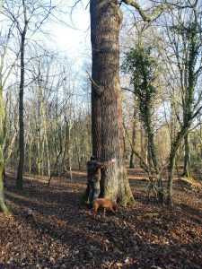 Umarme einen Baum